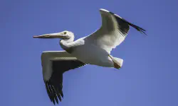 Featured image of post Installing Python Pelican in MacOS Sequoia 15.4