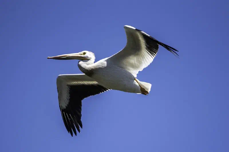 Featured image of post Review of Pelican