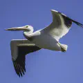 Review of Pelican